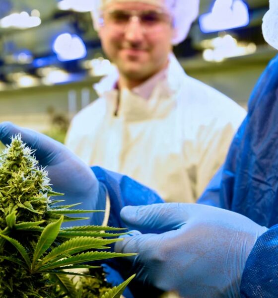 A Tilray fornece canábis medicinal a Itália
