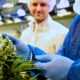 A Tilray fornece canábis medicinal a Itália