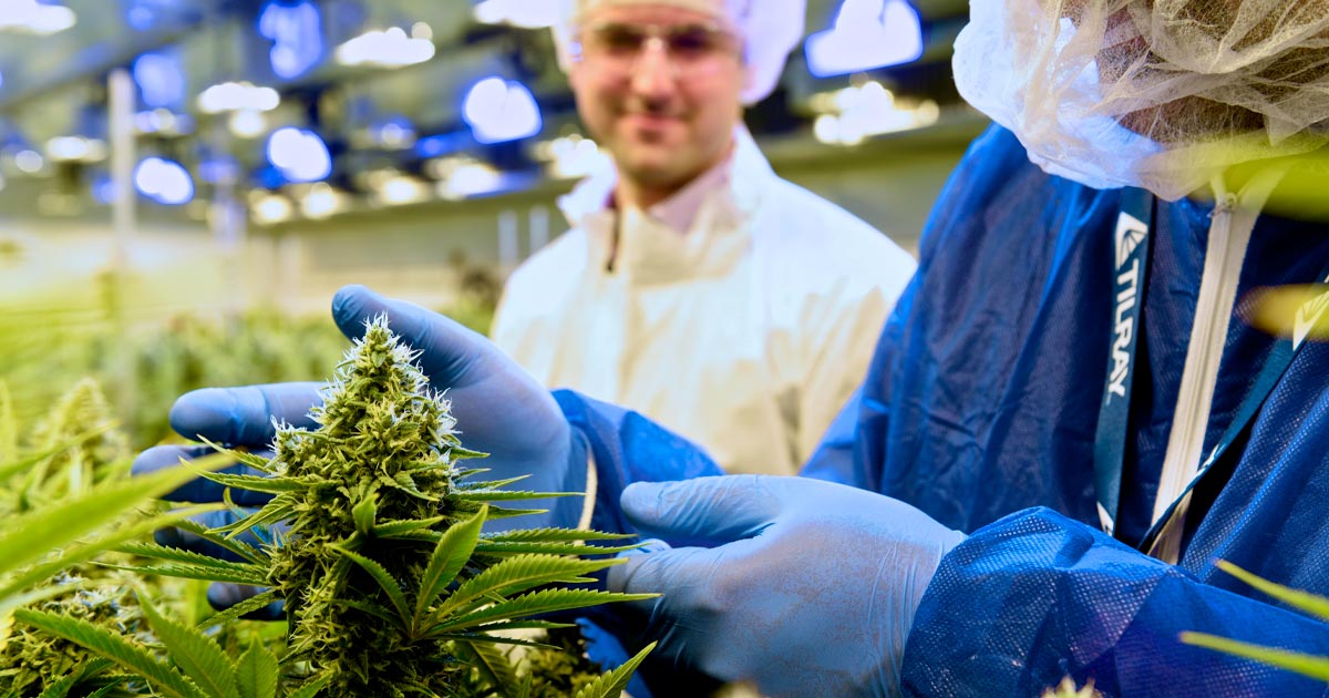 A Tilray fornece canábis medicinal a Itália