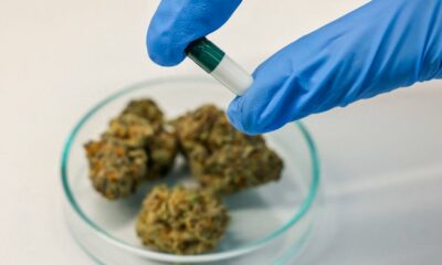 Cancro nos jovens e canábis
