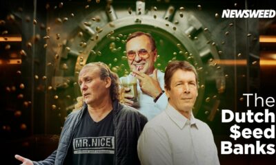 Bancos de sementes de canábis neerlandeses