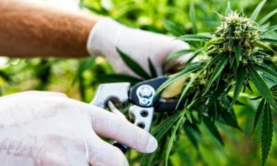 Exportações de cannabis para o Sri Lanka