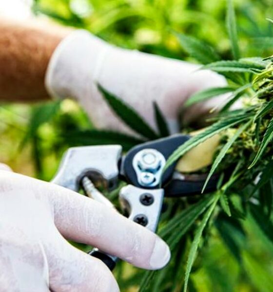 Exportações de cannabis para o Sri Lanka