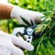 Exportações de cannabis para o Sri Lanka
