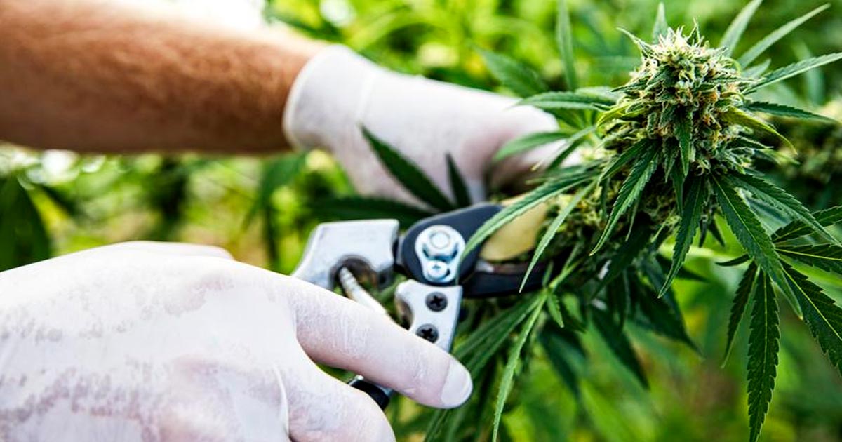 Exportações de cannabis para o Sri Lanka