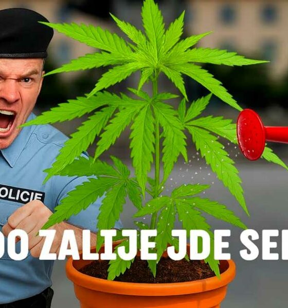 Czexperimento