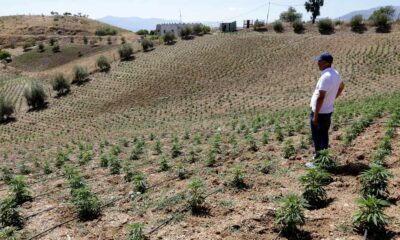 Marrocos duplica a superfície cultivada com canábis