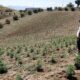 Marrocos duplica a superfície cultivada com canábis