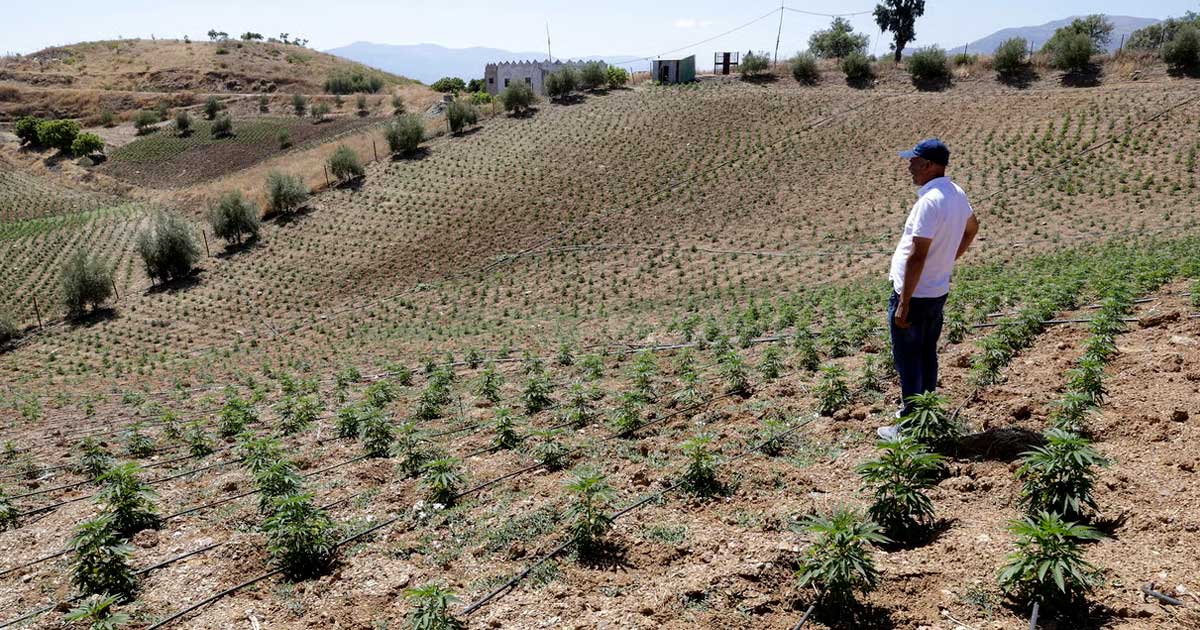 Marrocos duplica a superfície cultivada com canábis