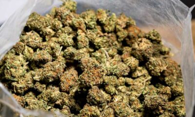 Cânhamo e CBD em Itália