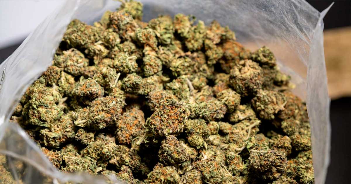 Cânhamo e CBD em Itália