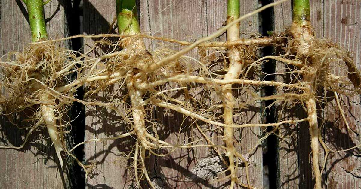 Raízes de cânhamo anti-cancerígenas