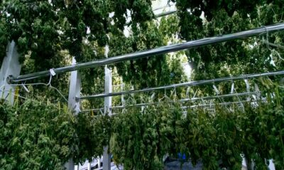 Fim do monopólio da Bedrocan