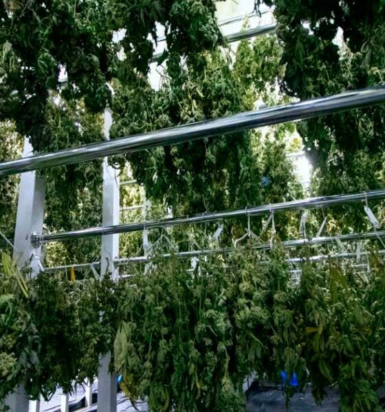 Fim do monopólio da Bedrocan