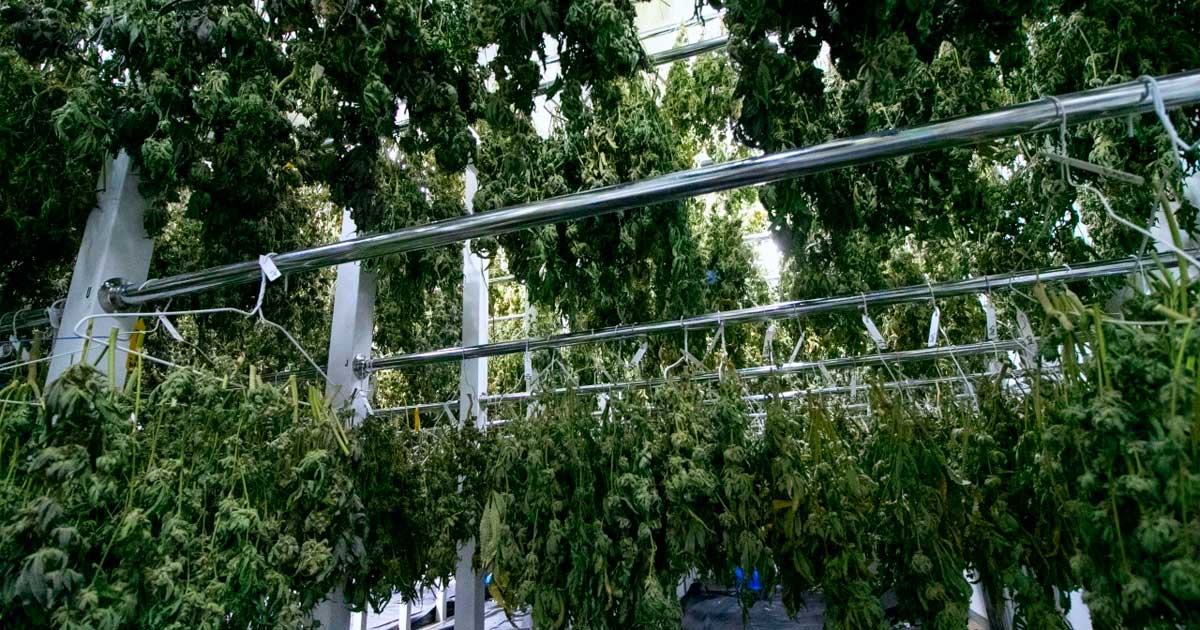 Fim do monopólio da Bedrocan