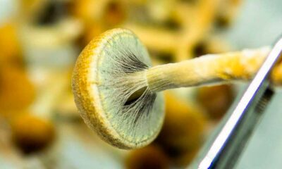 Produção de substâncias psicadélicas nos EUA em 2026