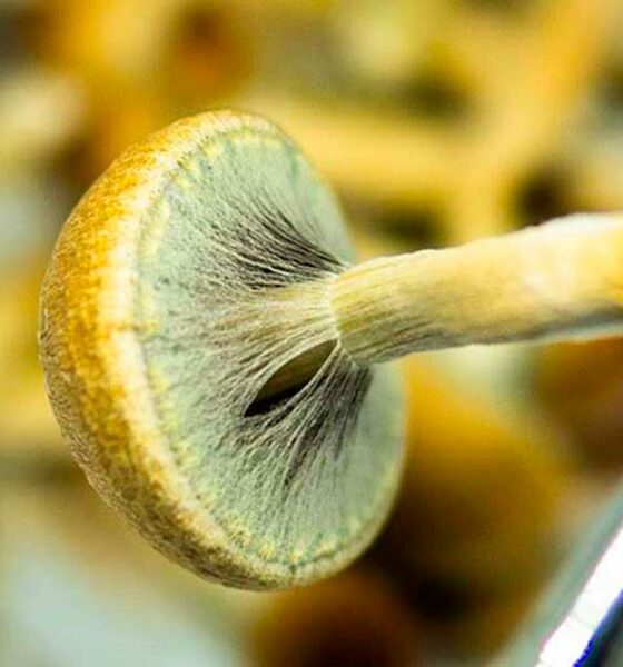 Produção de substâncias psicadélicas nos EUA em 2026