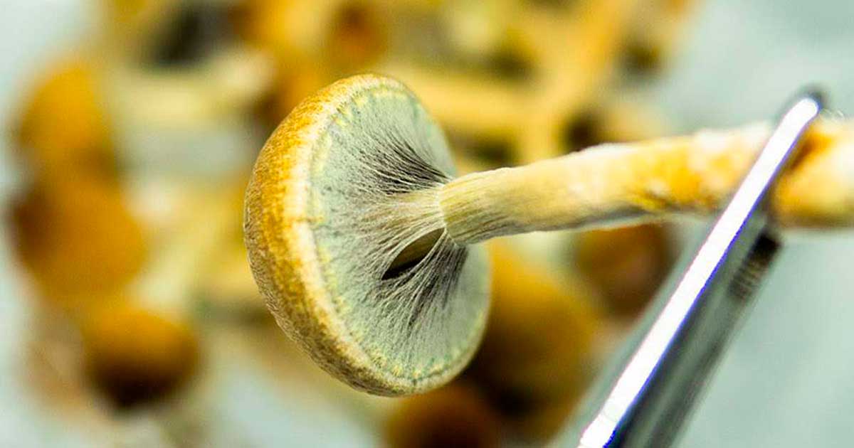 Produção de substâncias psicadélicas nos EUA em 2026