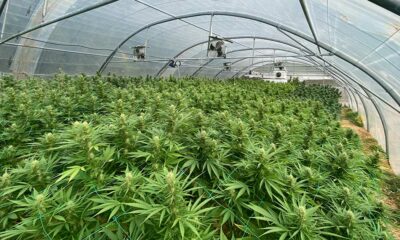 A França sacrifica o seu sector CBD