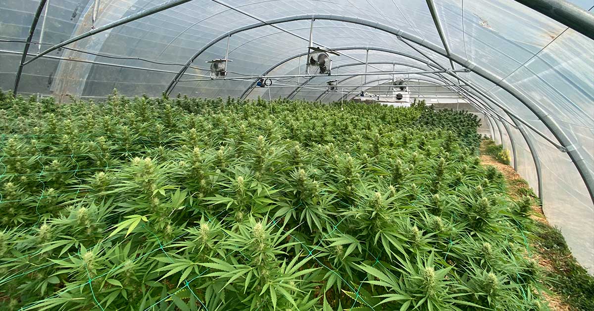 A França sacrifica o seu sector CBD