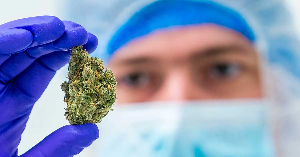 Estudo sobre a irradiação da cannabis