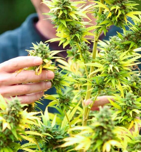 Sucesso da legalização da canábis em França