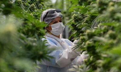 Mercado legal de canábis no Uruguai em 2025