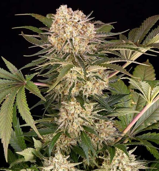 AK-47 da Quinta do Barney