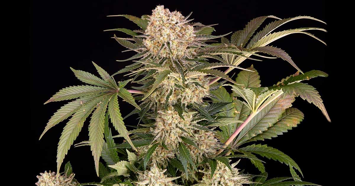 AK-47 da Quinta do Barney