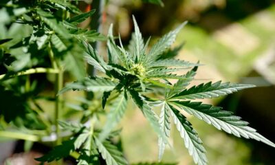 Calendário para a canábis medicinal em França