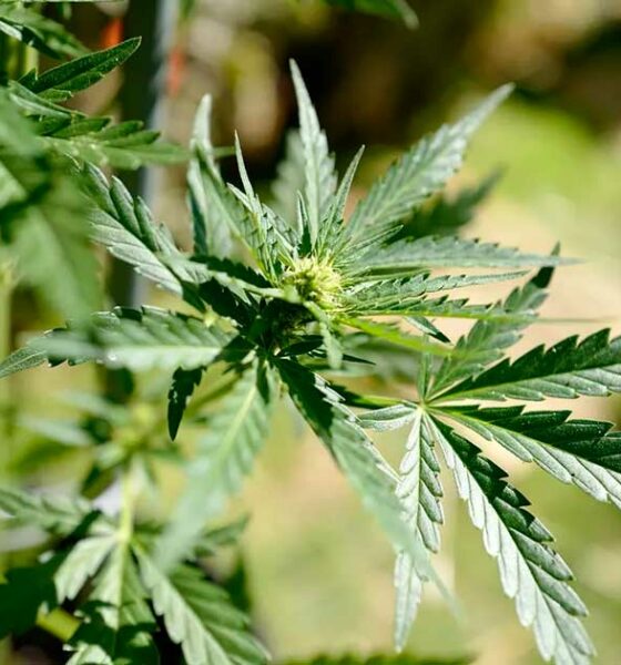 Calendário para a canábis medicinal em França