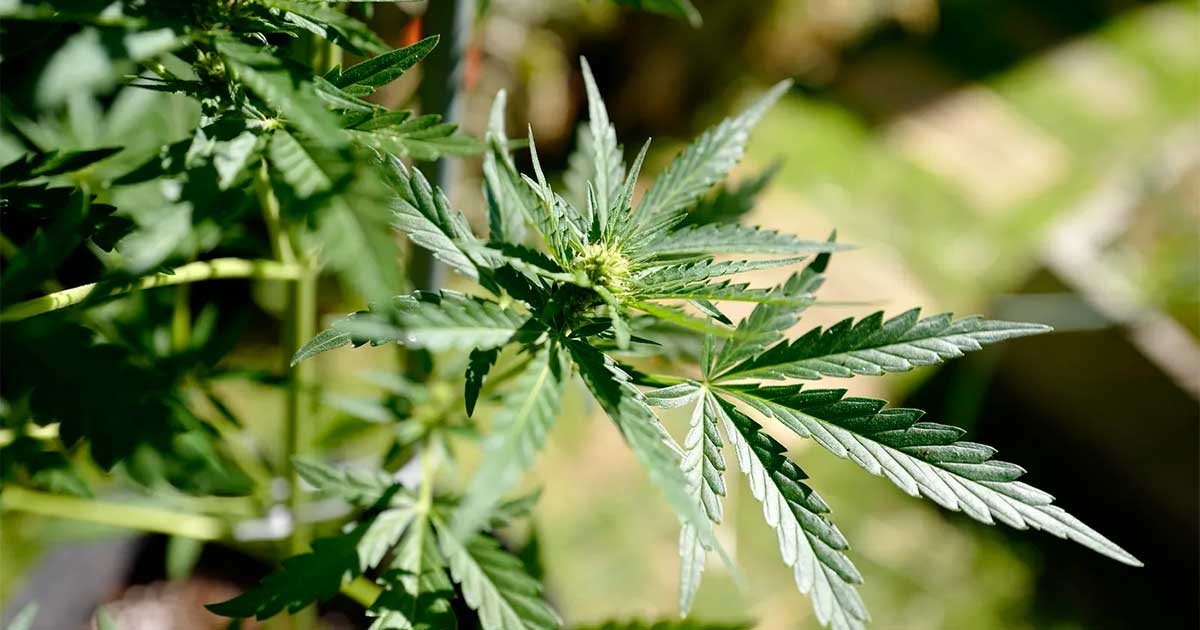 Calendário para a canábis medicinal em França