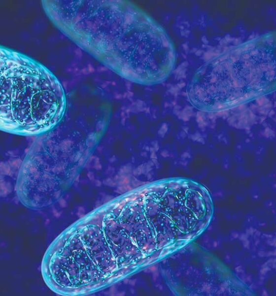 O CBD e a sua ação nas mitocôndrias