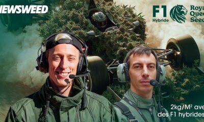 Híbrido F1 da Royal Queen Seeds