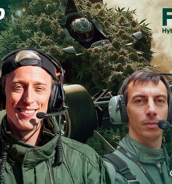 Híbrido F1 da Royal Queen Seeds