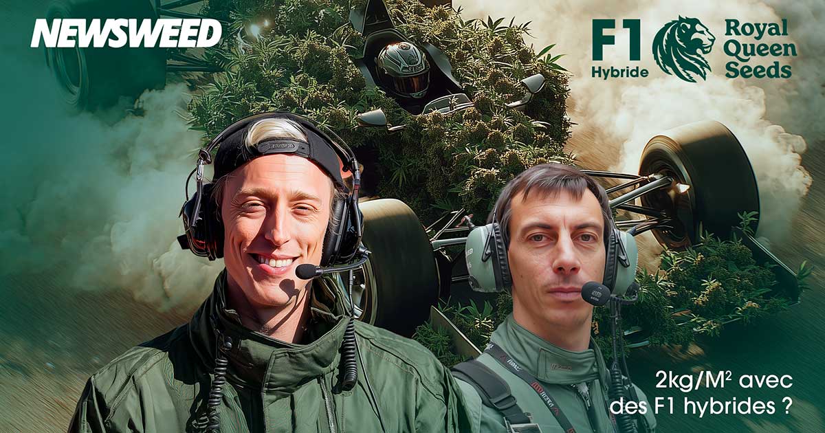 Híbrido F1 da Royal Queen Seeds