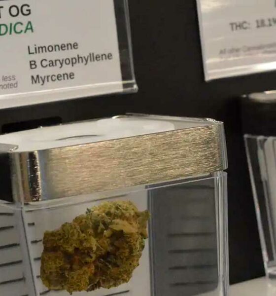 Venda pública de canábis no Minnesota