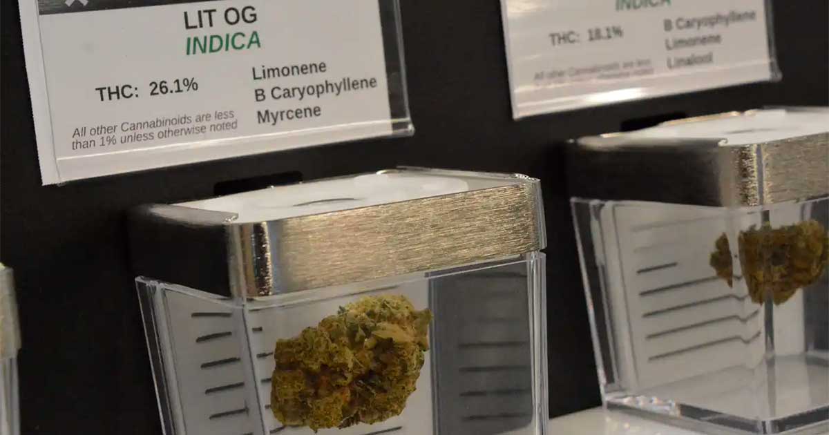 Venda pública de canábis no Minnesota