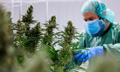 Reembolso da cannabis medicinal em França