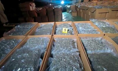 Apreensões de cannabis medicinal na Macedónia do Norte