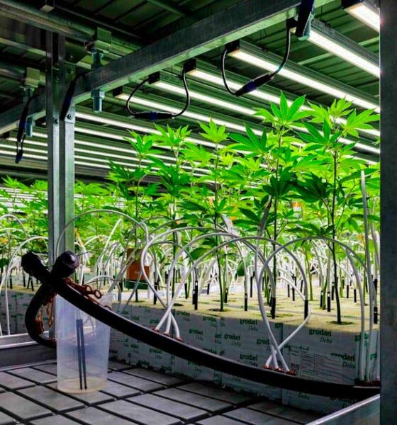 A canábis medicinal na Alemanha em 2025