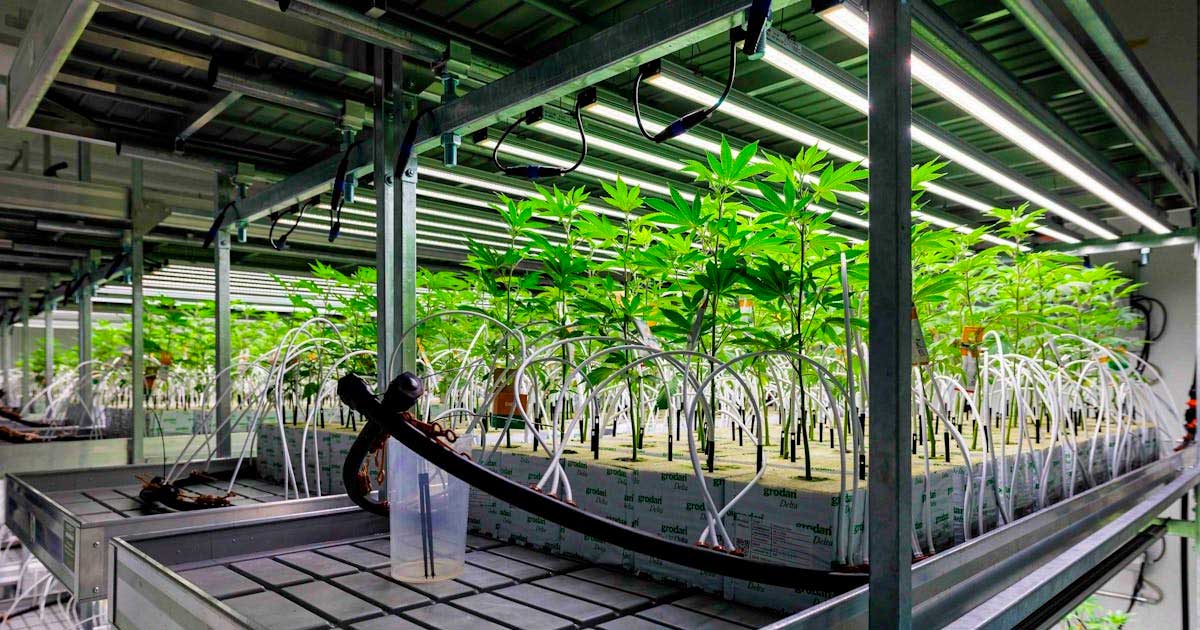 A canábis medicinal na Alemanha em 2025