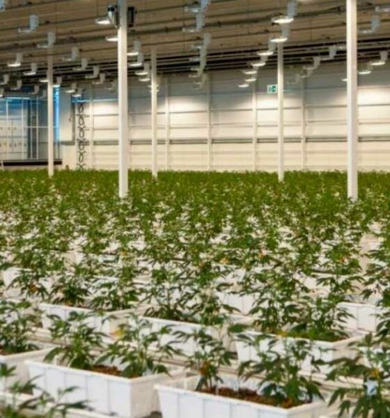 Aurora Cannabis medicinal