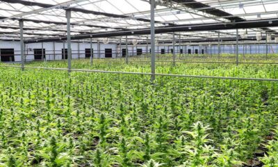 Procura de canábis medicinal na Nova Zelândia