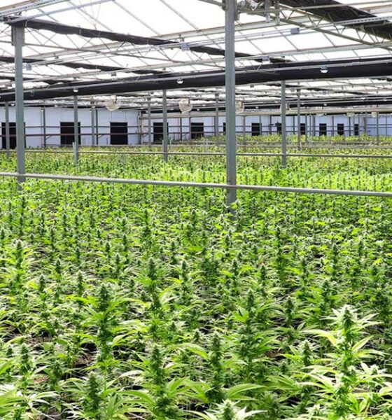 Procura de canábis medicinal na Nova Zelândia