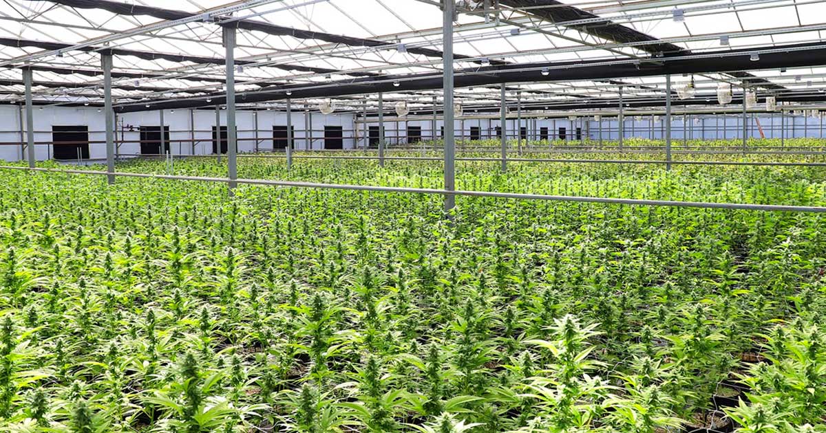 Procura de canábis medicinal na Nova Zelândia