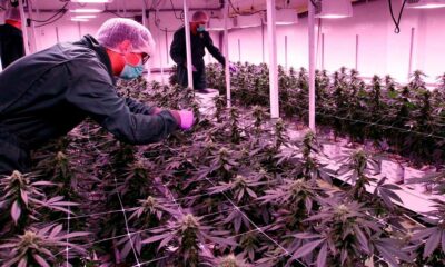 Licenças de cannabis na Macedónia do Norte