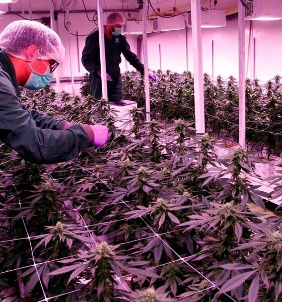 Licenças de cannabis na Macedónia do Norte