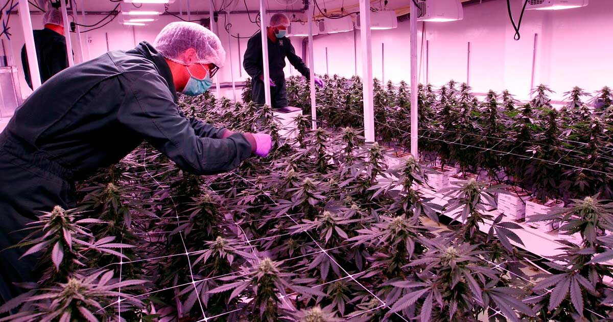 Licenças de cannabis na Macedónia do Norte