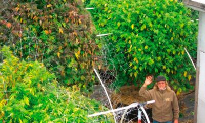 A fase vegetativa da canábis é desnecessária?